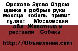 Орехово-Зуево Отдаю щенка в добрые руки. 3 месяца, кобель, привит, гуляет  - Московская обл. Животные и растения » Собаки   